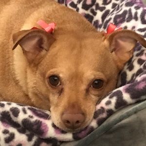 Meet your Posher, Carolina